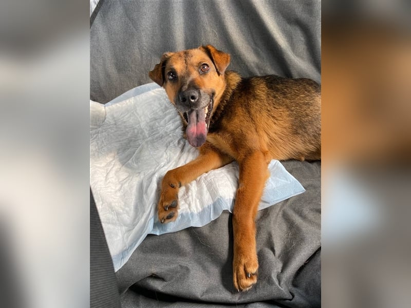 Zauberhafte Foxy❤️sucht ein liebevolles Zuhause trotz ihrer Herausforderungen