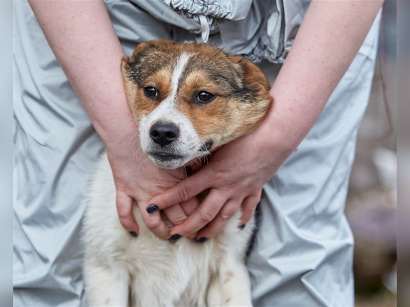 Liebenswerte Tierschutzhündin Irmgard❤️sucht Körbchen fürs Leben