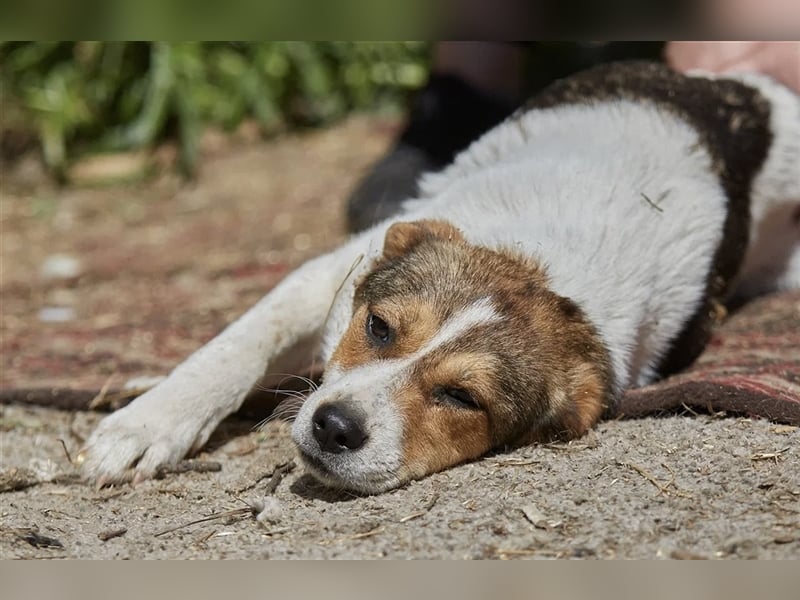 Liebenswerte Tierschutzhündin Irmgard❤️sucht Körbchen fürs Leben