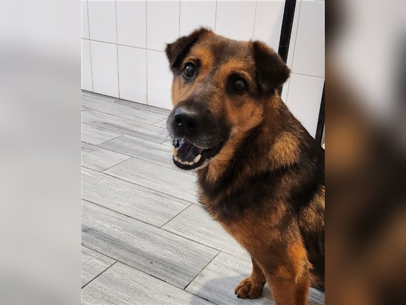 Zauberhafte Foxy❤️sucht ein liebevolles Zuhause trotz ihrer Herausforderungen