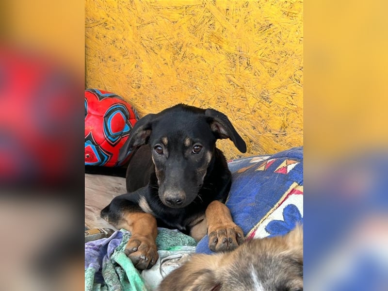 Liebenswerte Esmi❤️sucht ein Zuhause voller Liebe