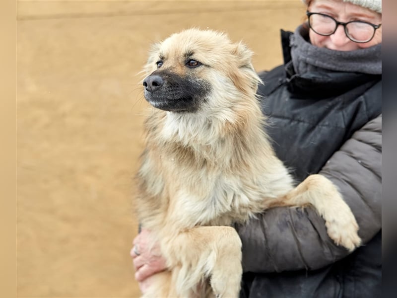 Bezaubernde Hündin Snickers❤️sucht ihre Herzensmenschen