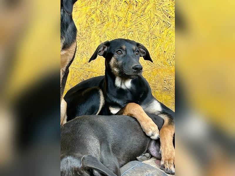 Liebenswerte Esmi❤️sucht ein Zuhause voller Liebe