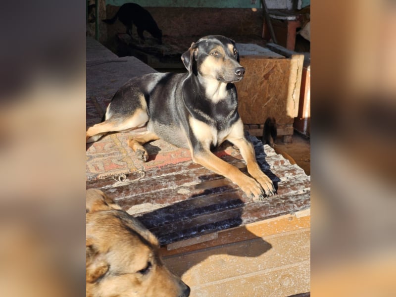 Liebenswerte Esmi❤️sucht ein Zuhause voller Liebe