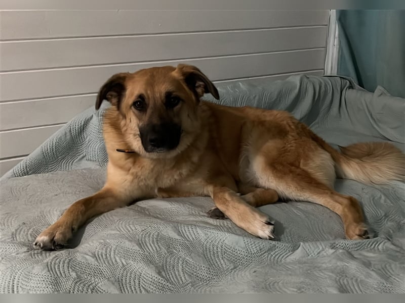 Judy❤️, eine Herzenshündin, gerettet aus der Kälte