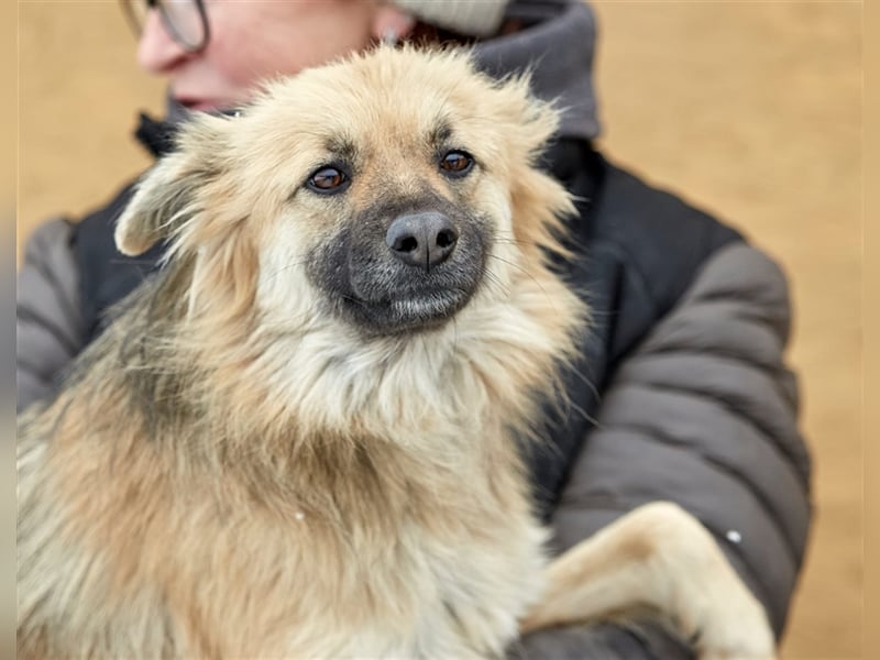 Bezaubernde Hündin Snickers❤️sucht ihre Herzensmenschen