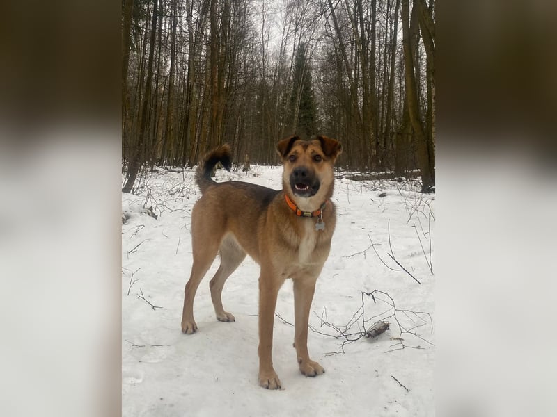 Rexie❤️befindet sich derzeit auf einer Pflegestelle in 49143 Bissendorf