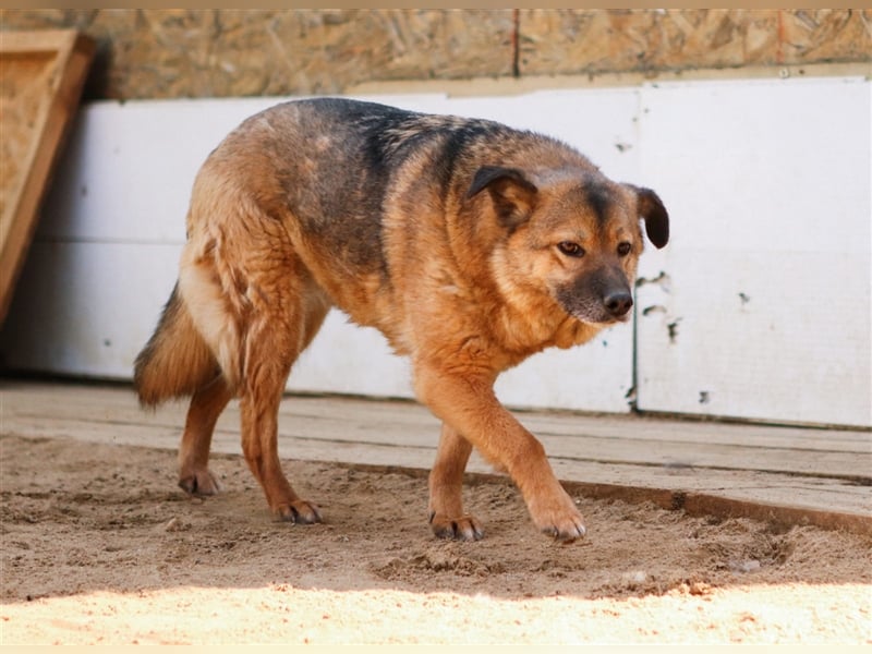 Litta❤️ auf der Suche nach hundeerfahrenen Menschen und einem liebevollem Zuhause