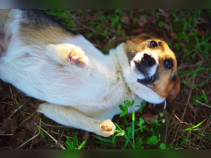 Kenny❤️befindet sich derzeit auf einer Pflegestelle in 06577 An der Schmücke