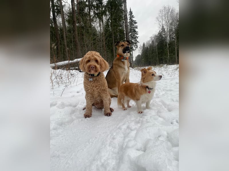 Rexie❤️befindet sich derzeit auf einer Pflegestelle in 49143 Bissendorf