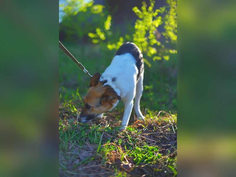 Kenny❤️befindet sich derzeit auf einer Pflegestelle in 06577 An der Schmücke