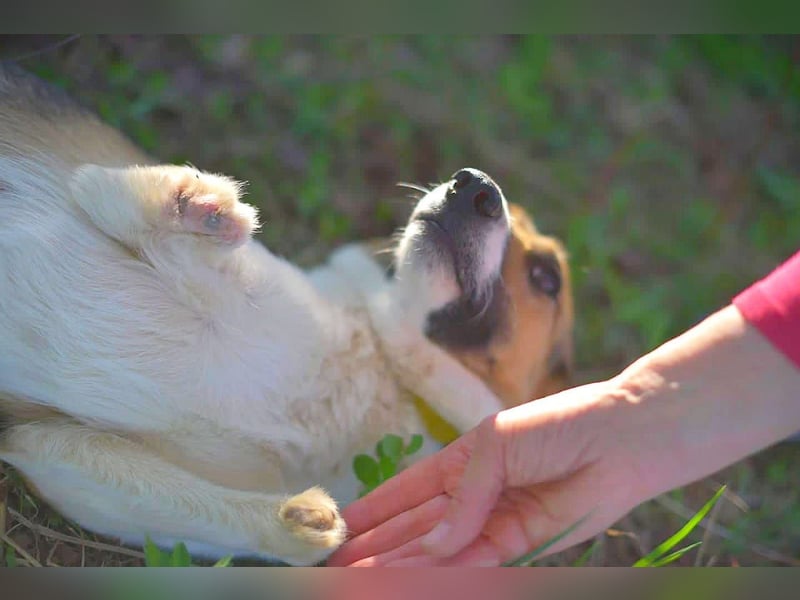 Kenny❤️befindet sich derzeit auf einer Pflegestelle in 06577 An der Schmücke