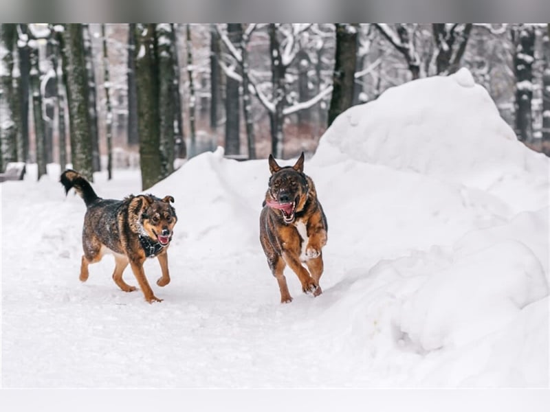 Whiskey❤️& Brandon❤️ –  Mutter und Sohn unzertrennlich