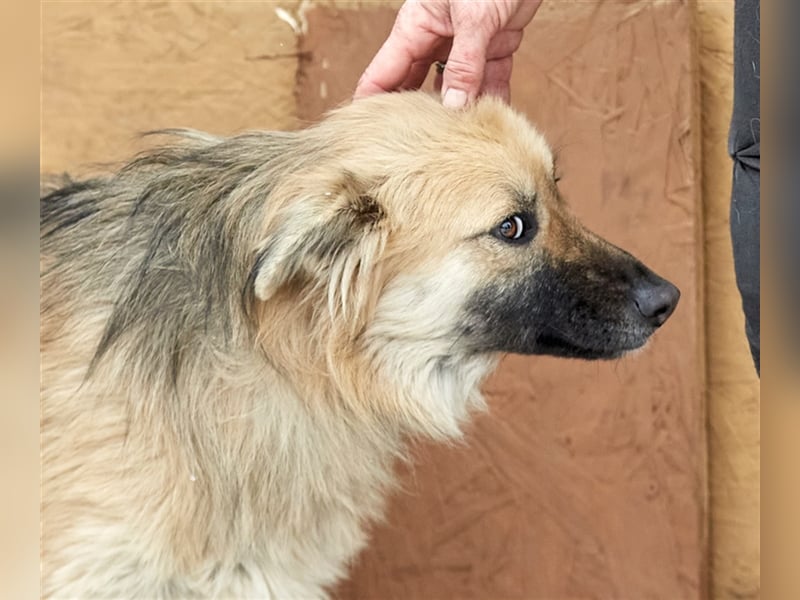 Bezaubernde Hündin Snickers❤️sucht ihre Herzensmenschen