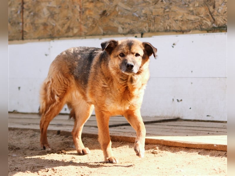 Litta❤️ auf der Suche nach hundeerfahrenen Menschen und einem liebevollem Zuhause
