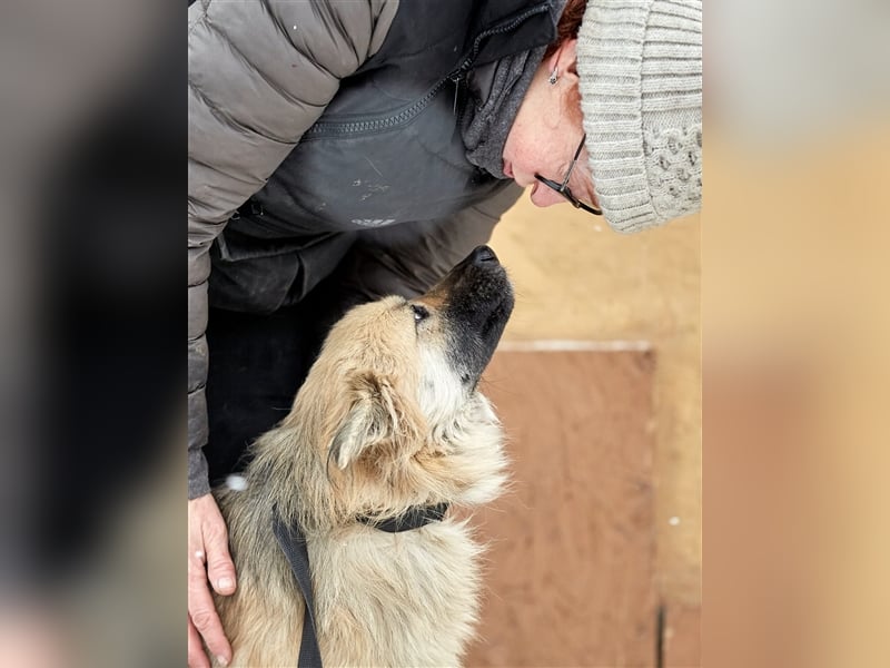 Bezaubernde Hündin Snickers❤️sucht ihre Herzensmenschen