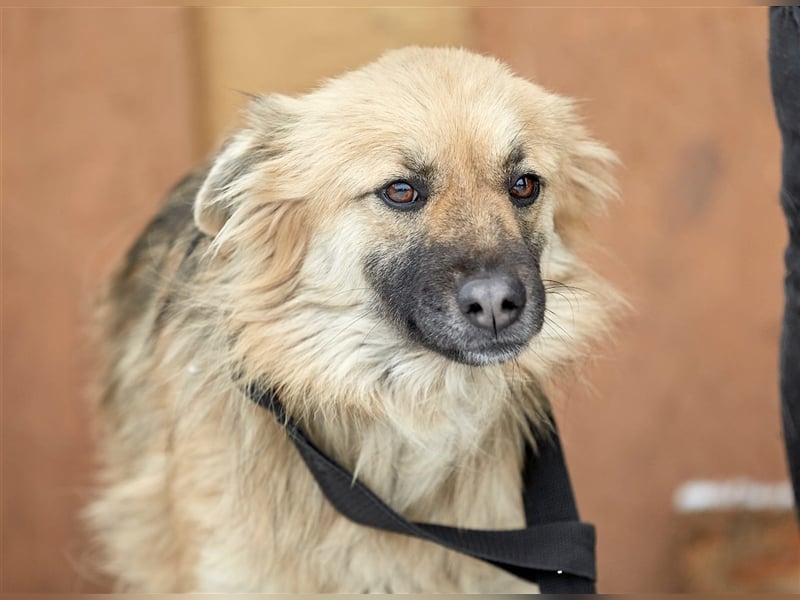 Bezaubernde Hündin Snickers❤️sucht ihre Herzensmenschen