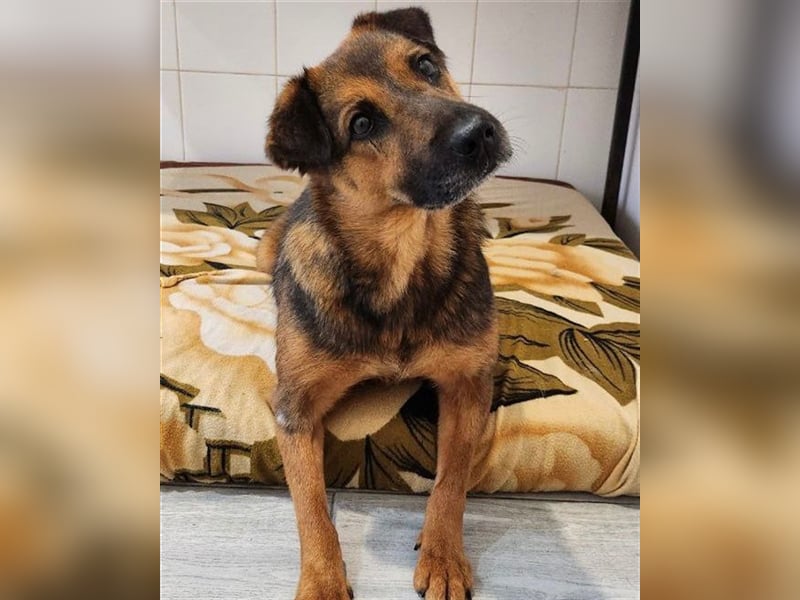 Zauberhafte Foxy❤️sucht ein liebevolles Zuhause trotz ihrer Herausforderungen