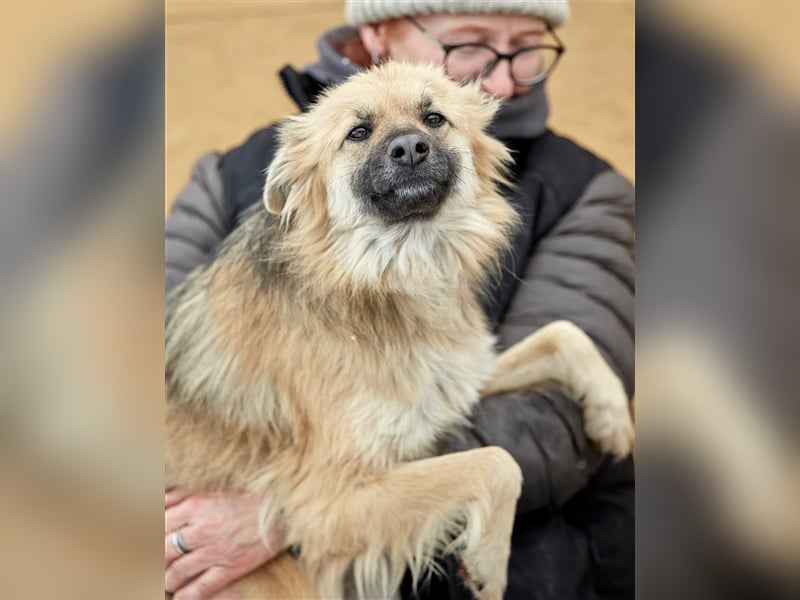 Bezaubernde Hündin Snickers❤️sucht ihre Herzensmenschen