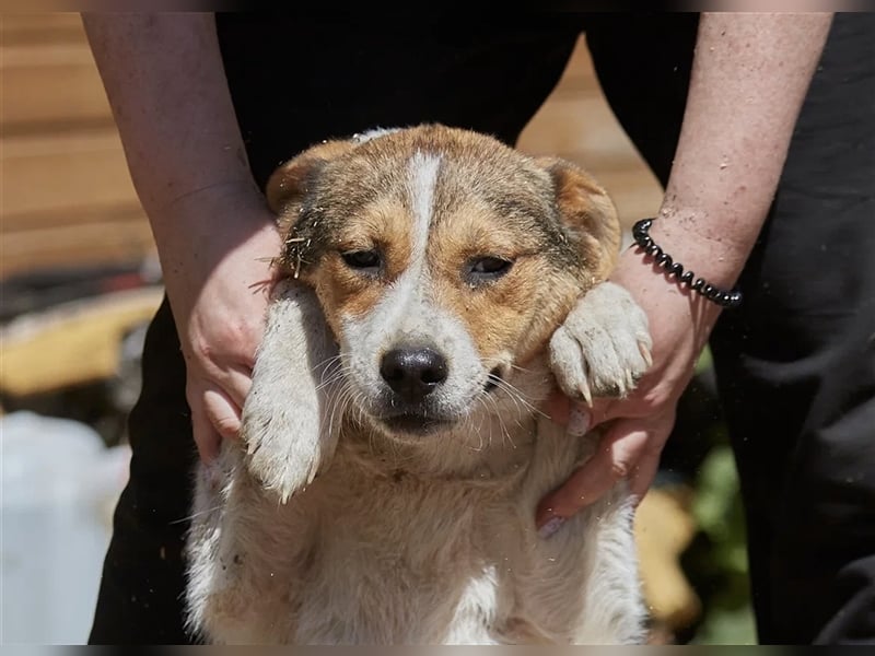 Liebenswerte Tierschutzhündin Irmgard❤️sucht Körbchen fürs Leben