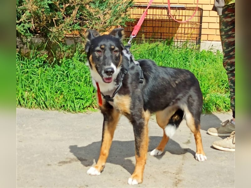 Bianca❤️sucht dringend eine erfahrene Pflege- oder Endstelle