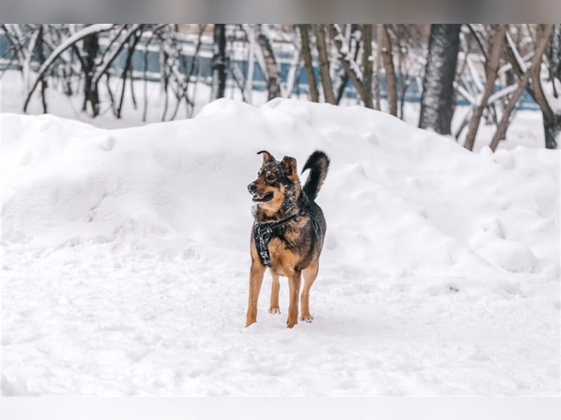 Whiskey❤️& Brandon❤️ –  Mutter und Sohn unzertrennlich