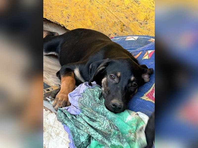 Liebenswerte Esmi❤️sucht ein Zuhause voller Liebe