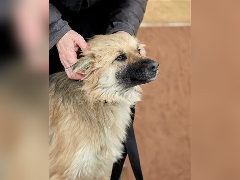Bezaubernde Hündin Snickers❤️sucht ihre Herzensmenschen