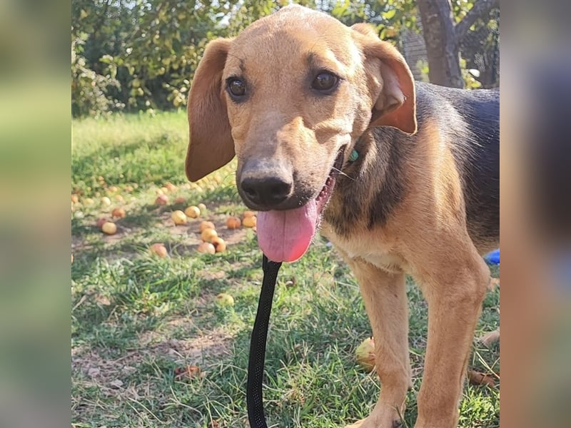 Mädchen Lucy sucht ihr Für-Immer-Körbchen ❤️