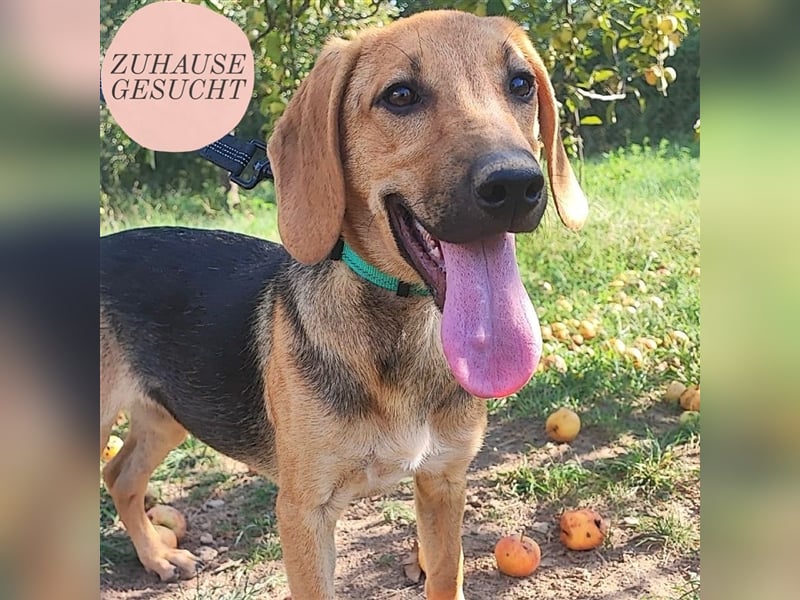 Mädchen Lucy sucht ihr Für-Immer-Körbchen ❤️