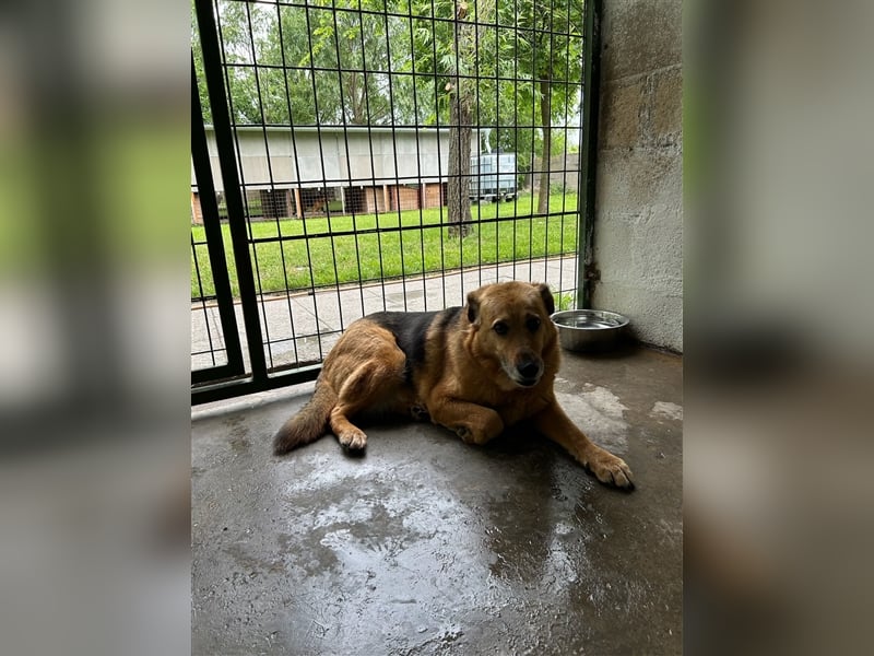 Boni sucht ihre Herzmenschen ❤️