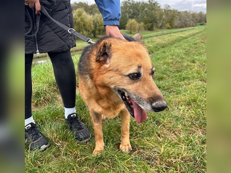 Boni sucht ihre Herzmenschen ❤️