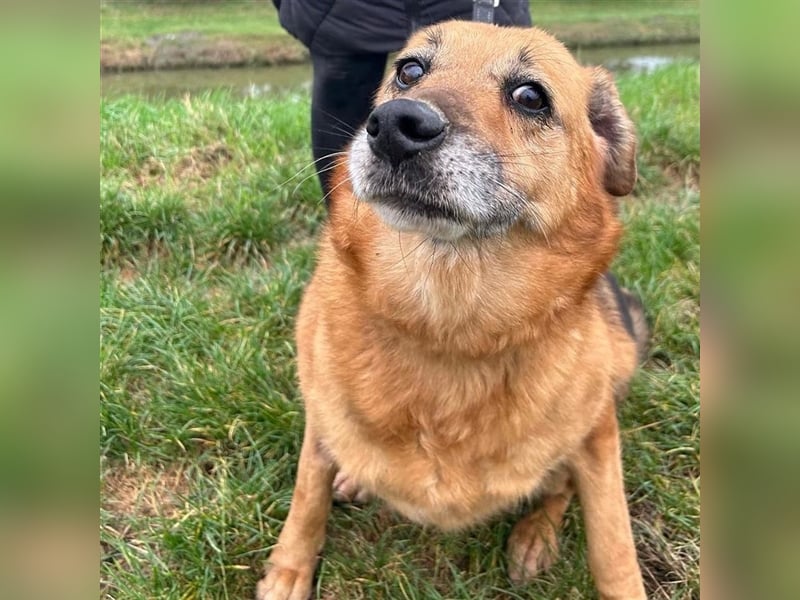 Boni sucht ihre Herzmenschen ❤️