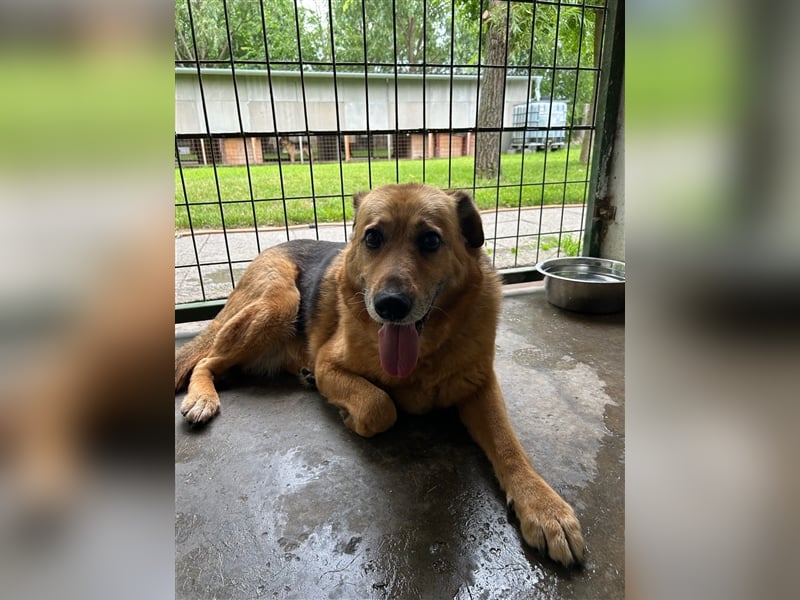 Boni sucht ihre Herzmenschen ❤️