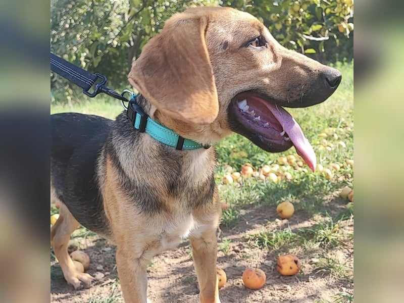Mädchen Lucy sucht ihr Für-Immer-Körbchen ❤️