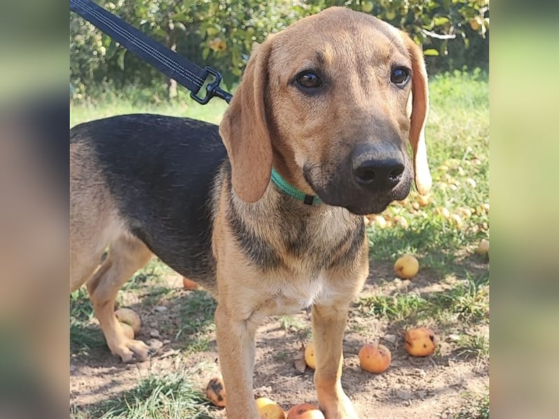 Mädchen Lucy sucht ihr Für-Immer-Körbchen ❤️