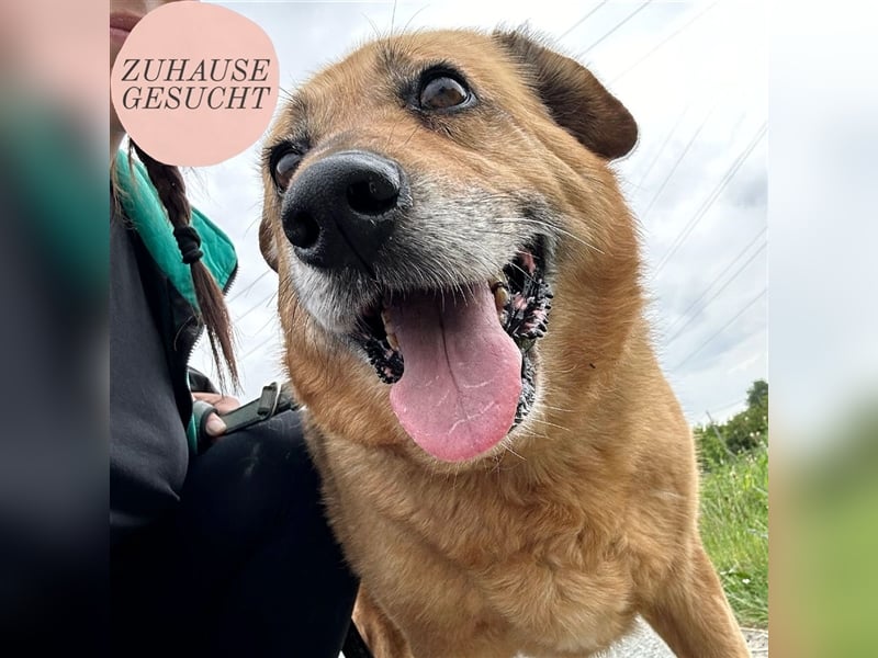 Boni sucht ihre Herzmenschen ❤️