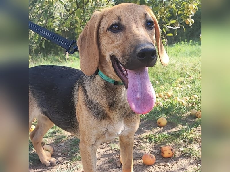 Mädchen Lucy sucht ihr Für-Immer-Körbchen ❤️