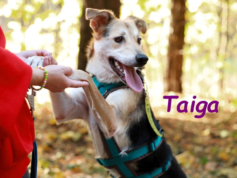Taiga geb. 06/2023 - sehr kluge und gehorsame, junge Begleiterin!