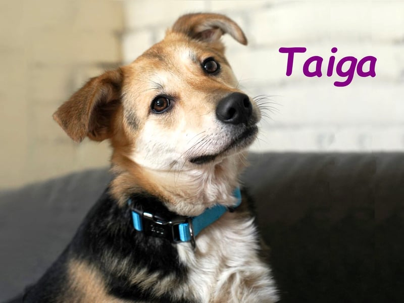 Taiga geb. 06/2023 - sehr kluge und gehorsame, junge Begleiterin!