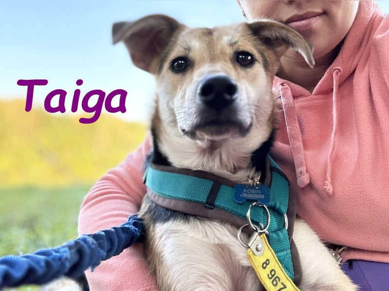 Taiga geb. 06/2023 - sehr kluge und gehorsame, junge Begleiterin!