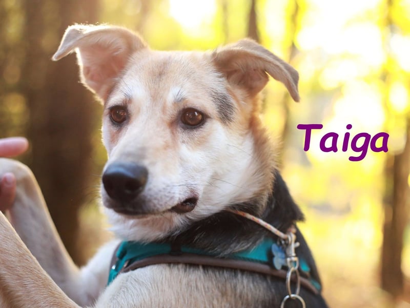 Taiga geb. 06/2023 - sehr kluge und gehorsame, junge Begleiterin!