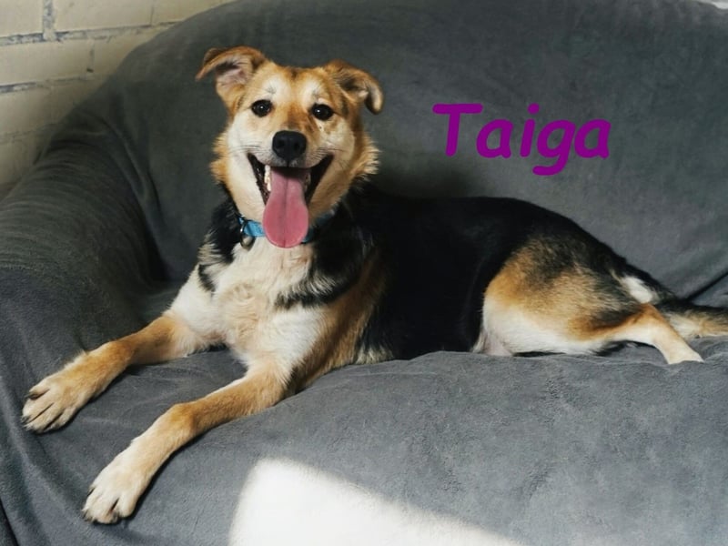 Taiga geb. 06/2023 - sehr kluge und gehorsame, junge Begleiterin!