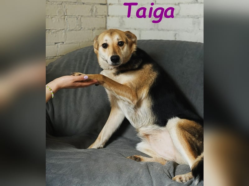 Taiga geb. 06/2023 - sehr kluge und gehorsame, junge Begleiterin!