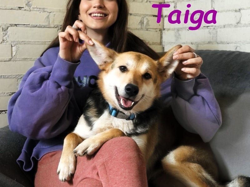 Taiga geb. 06/2023 - sehr kluge und gehorsame, junge Begleiterin!