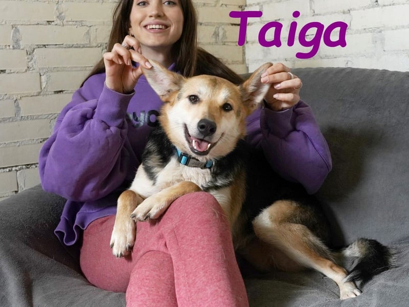 Taiga geb. 06/2023 - sehr kluge und gehorsame, junge Begleiterin!