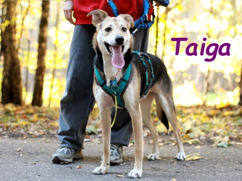 Taiga geb. 06/2023 - sehr kluge und gehorsame, junge Begleiterin!