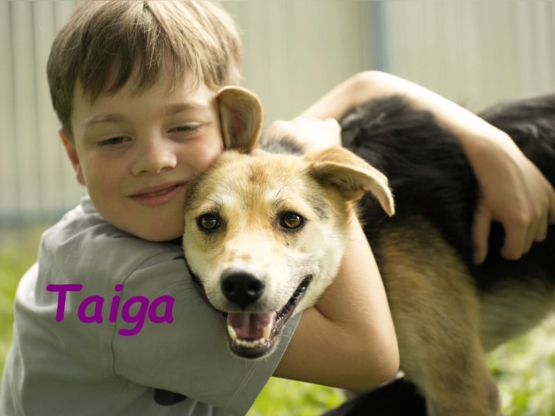 Taiga geb. 06/2023 - sehr kluge und gehorsame, junge Begleiterin!