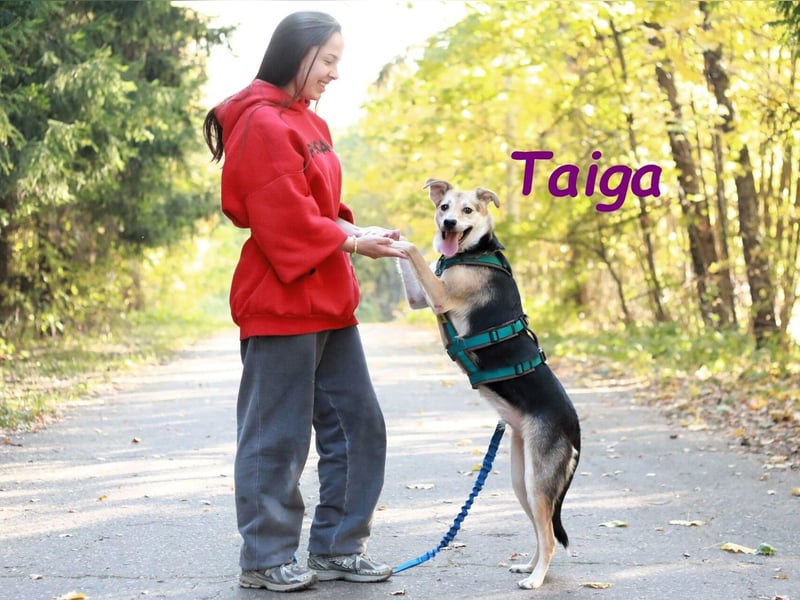 Taiga geb. 06/2023 - sehr kluge und gehorsame, junge Begleiterin!