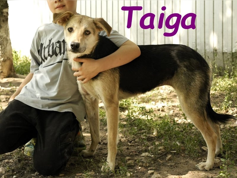 Taiga geb. 06/2023 - sehr kluge und gehorsame, junge Begleiterin!